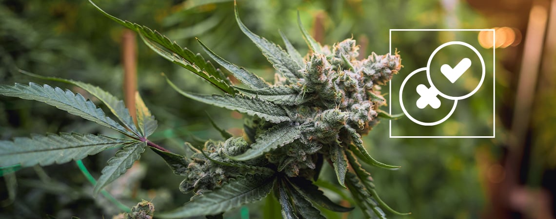 Marihuana y leyendas urbanas: Desmontando los mitos más absurdos sobre el cannabis