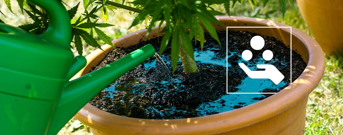 Información sobre aditivos para marihuana: Qué hacen y por qué son necesarios