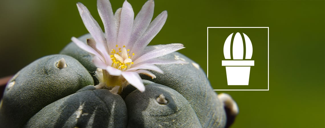 ¿Qué es el peyote y para qué se usa?