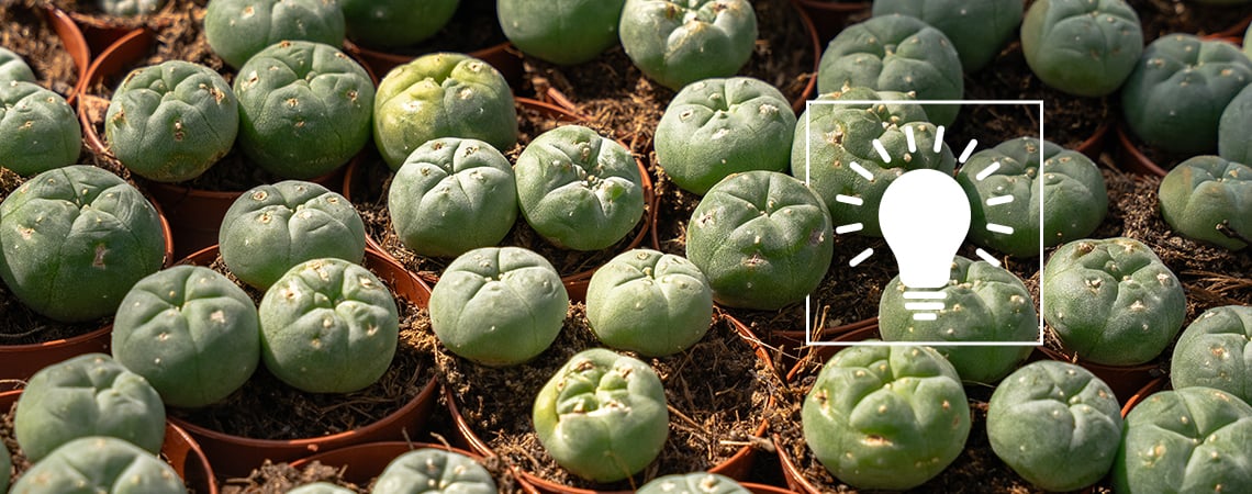 Peyote: Todo lo que debes saber antes de consumirlo
