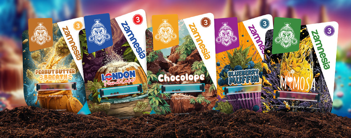 Especial variedades: Sugar Valley