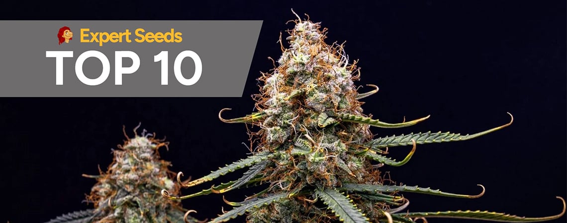 Las 10 variedades de Expert Seeds más recomendadas