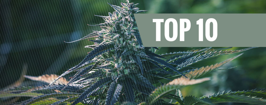 Las 10 Principales Razones Para Cultivar Marihuana Autofloreciente