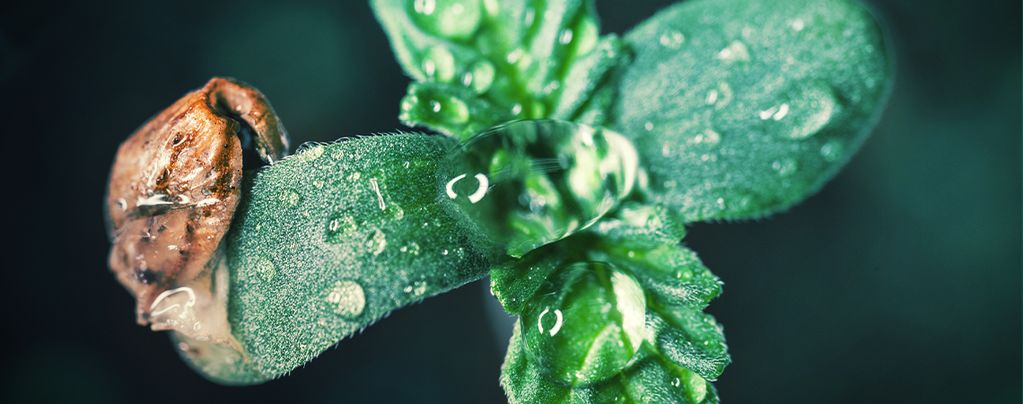 Consejos De Cultivo: Cómo Cuidar De Los Plantones De Cannabis