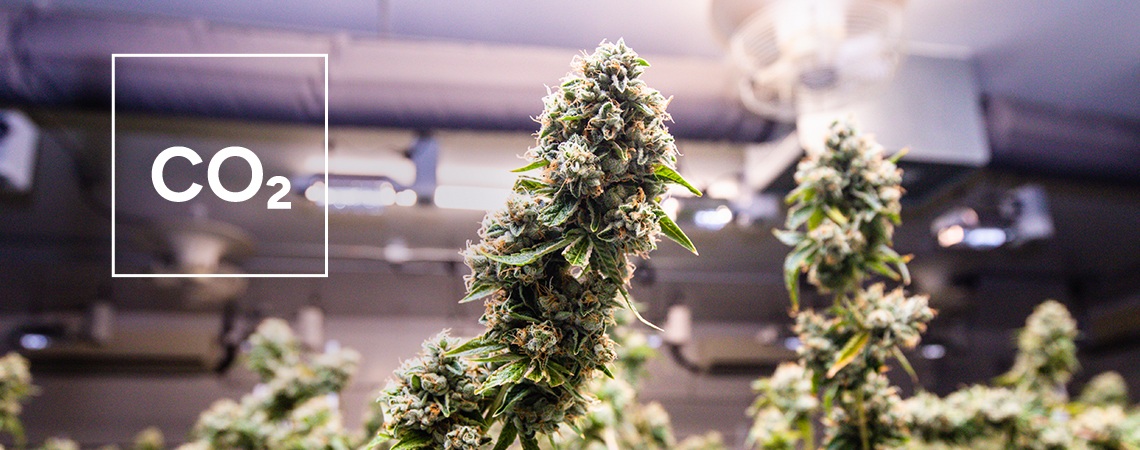 Cómo Hacer Un Generador De CO₂ Para Cultivar Cannabis En Interior