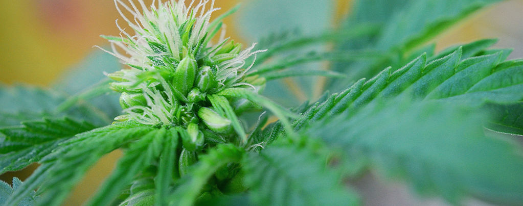 Cómo Identificar Plantas De Marihuana Macho Y Hermafroditas A Tiempo