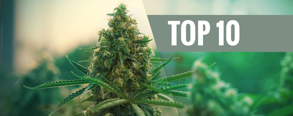 Mejores Variedades De Cannabis