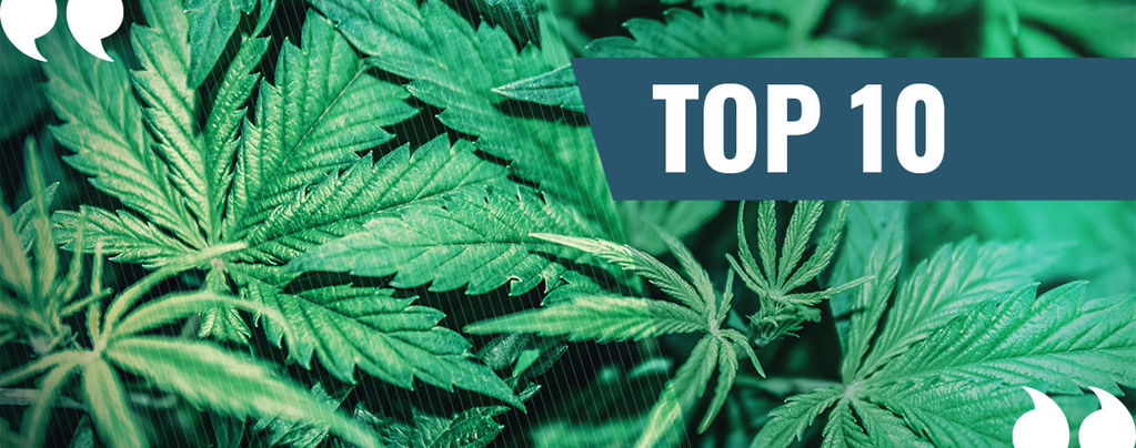 Nuestro Top 10 De Citas Sobre La Marihuana