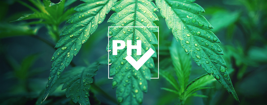  Ajustar Valor pH Cultivar Cannabis