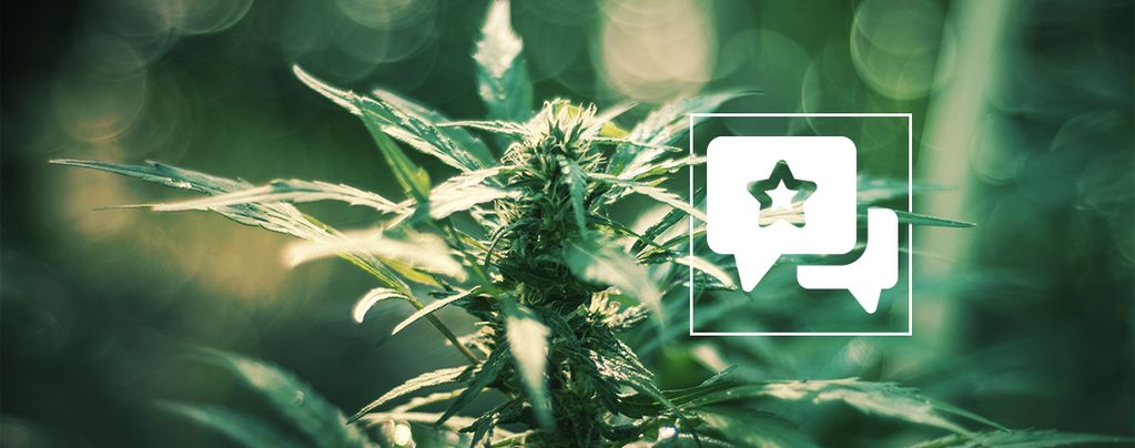 White Russian: Análisis & Información De La Cepa De Cannabis