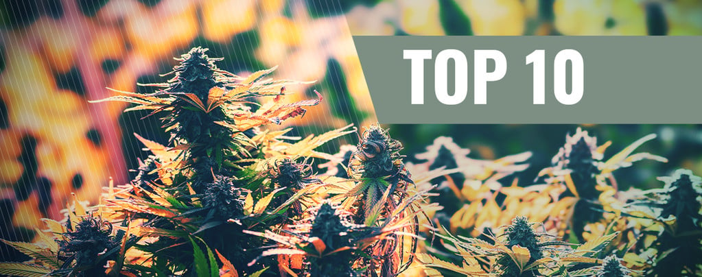 Top 10 De Cepas De Cannabis Feminizadas Para Exterior 