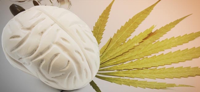 Efectos Cannabis Cerebro