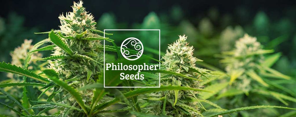 Semillas Autoflorecientes Philosopher Seeds