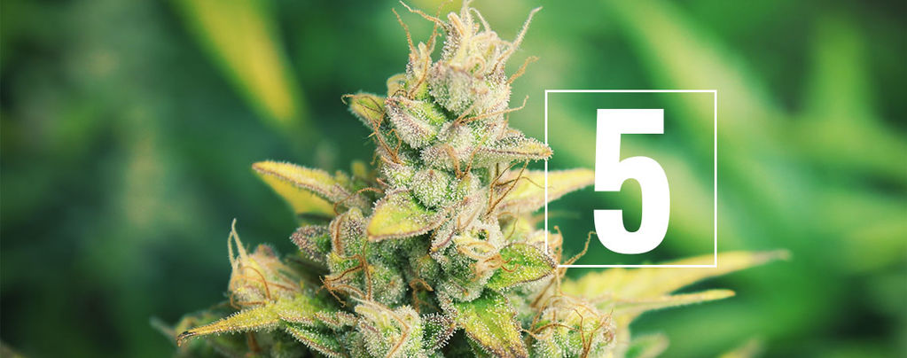 5 Mitos Sobre El Cultivo De Cannabis - Destruidos