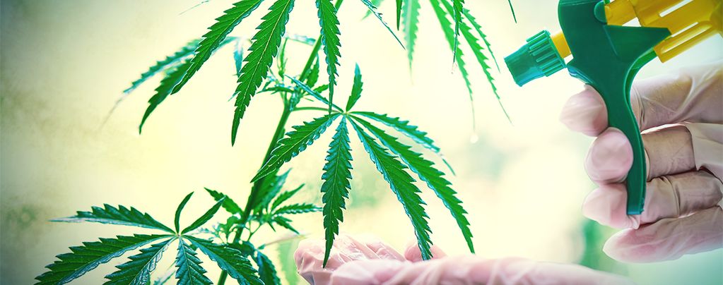 Cómo Y Cuándo Aplicar Esprays Foliares A Tus Plantas De Marihuana