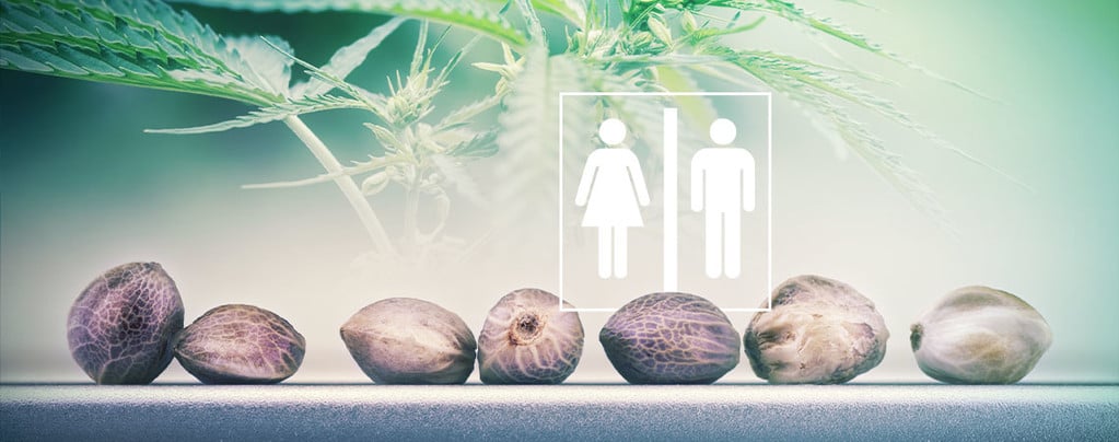 Diferenciar entre semillas de marihuana hembra y macho - CANNALAND MX