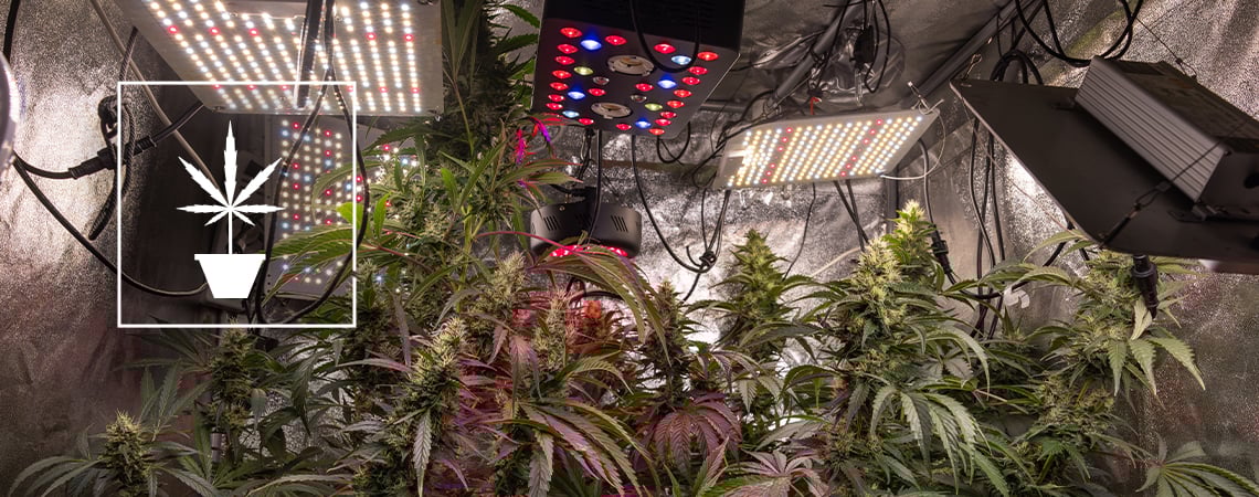 Consejos sencillos para cultivar mejor marihuana