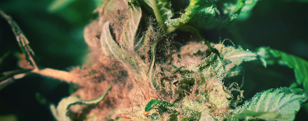 Cómo Detectar Y Evitar La Podredumbre Del Cogollo Al Cultivar Cannabis