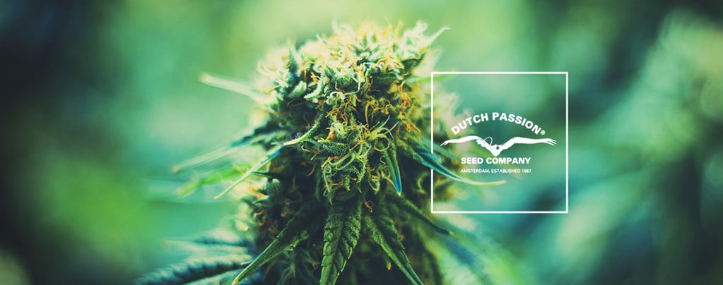 Conoce Dutch Passion: Un Vistazo A Sus Populares Variedades De Cannabis