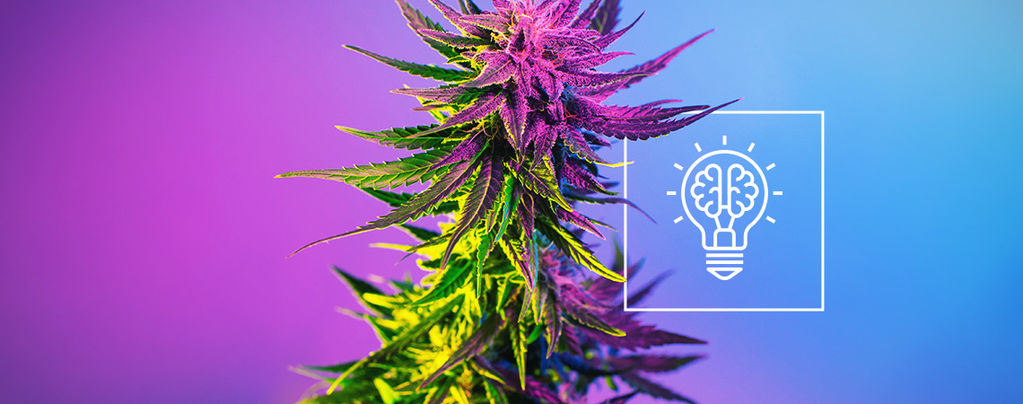 ¿Nos Hace El Cannabis Más Creativos?