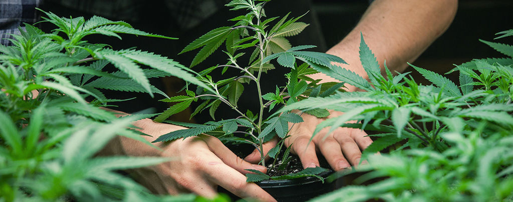 Jorge Cervantes: El Padre De La Guía Del Cultivo Del Cannabis