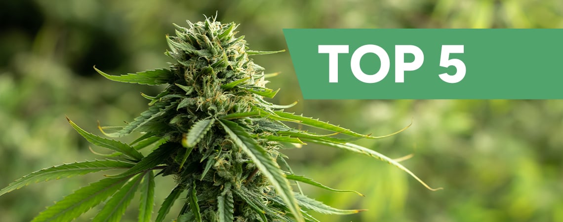Las 5 mejores variedades de marihuana con CBD