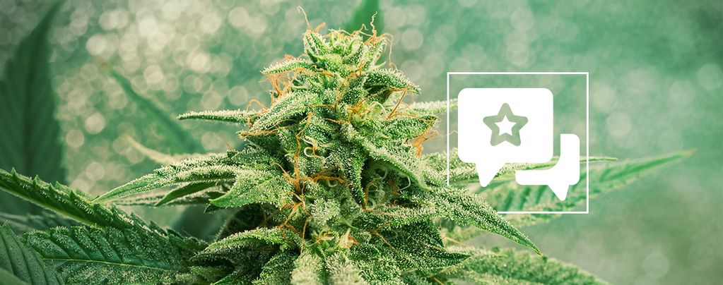 Reseña de Variedad: Blue Dream