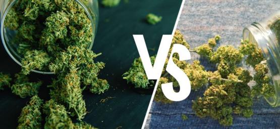 Marihuana De Interior Vs De Exterior: ¿Cuál Es Mejor?