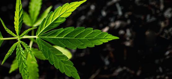 Cómo Utilizar Los Ácidos Húmicos Y Fúlvicos En Las Plantas De Marihuana