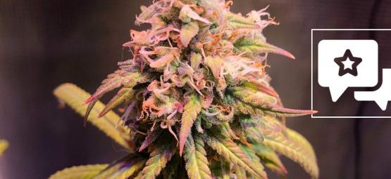 Reseña de Variedad: Shining Silver Haze de Royal Queen Seeds