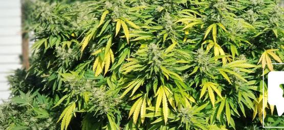 Reseña de Variedad: Critical Kush