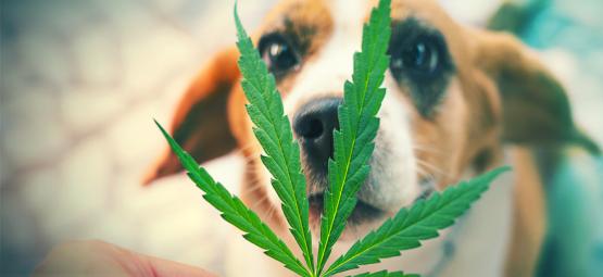 Qué Hacer Si Tu Mascota Se Come Tu Hierba