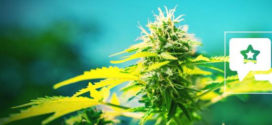 Power Flower: Análisis & Información De La Cepa De Cannabis