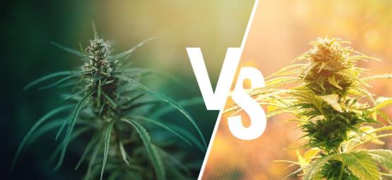 ¿En Qué Se Diferencian El Cáñamo Y El Cannabis?