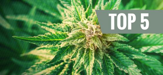 Top 5 De Variedades Cannabis Ruderalis