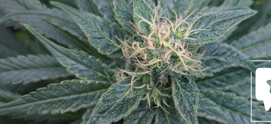 Reseña de Variedad: Royal Medic De Royal Queen Seeds