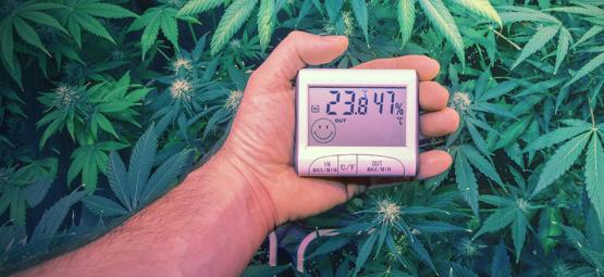 Las Temperaturas Ideales Para Cultivar Marihuana