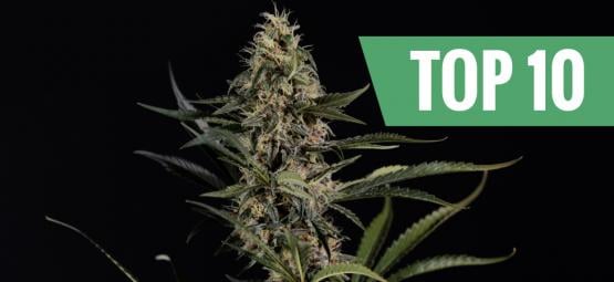 Las 10 variedades de marihuana más potentes