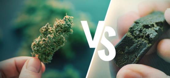 La Diferencia Entre La Marihuana Y El Hachís