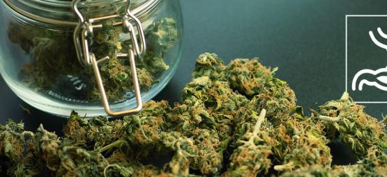¿Cómo afecta el cannabis a la digestión? Pros y contras