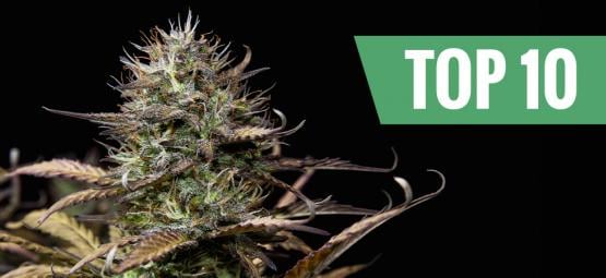 Las 10 mejores variedades de marihuana autofloreciente
