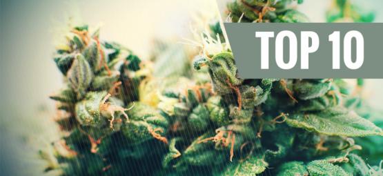 Las 10 Mejores Cepas De Cannabis Autofloreceinte
