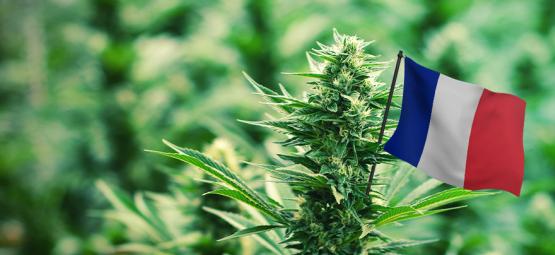 Las Mejores Variedades De Cannabis Para Cultivar Exterior En Francia
