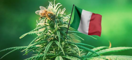 Las Mejores Variedades De Cannabis De Exterior Para Cultivar En Italia