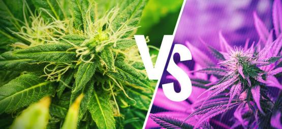 Diferencias Entre Las Variedades Kush Y Haze