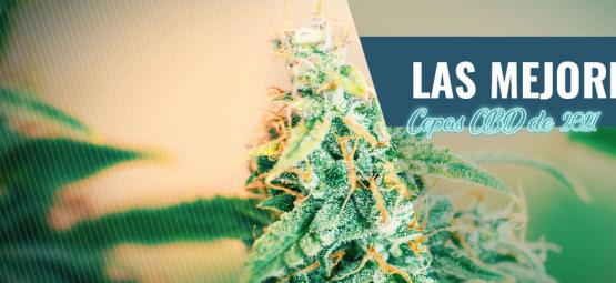 Las Mejores Variedades Ricas En CBD Para Cultivar En Casa En 2025