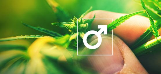 ¿Qué Hacer Con Las Plantas De Cannabis Macho?