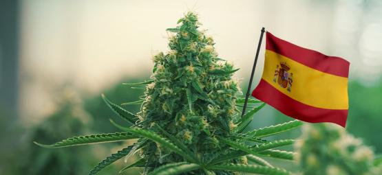 Las Mejores Cepas De Cannabis Para Cultivar En Exterior En España
