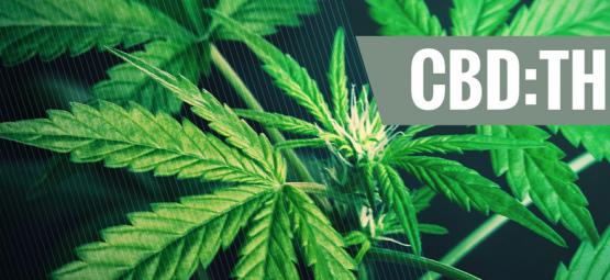 Comprender La Importancia De Los Distintos Ratios De CBD:THC