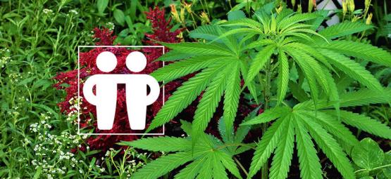 Plantas Asociadas Para Estimular Y Proteger Tu Cultivo De Cannabis